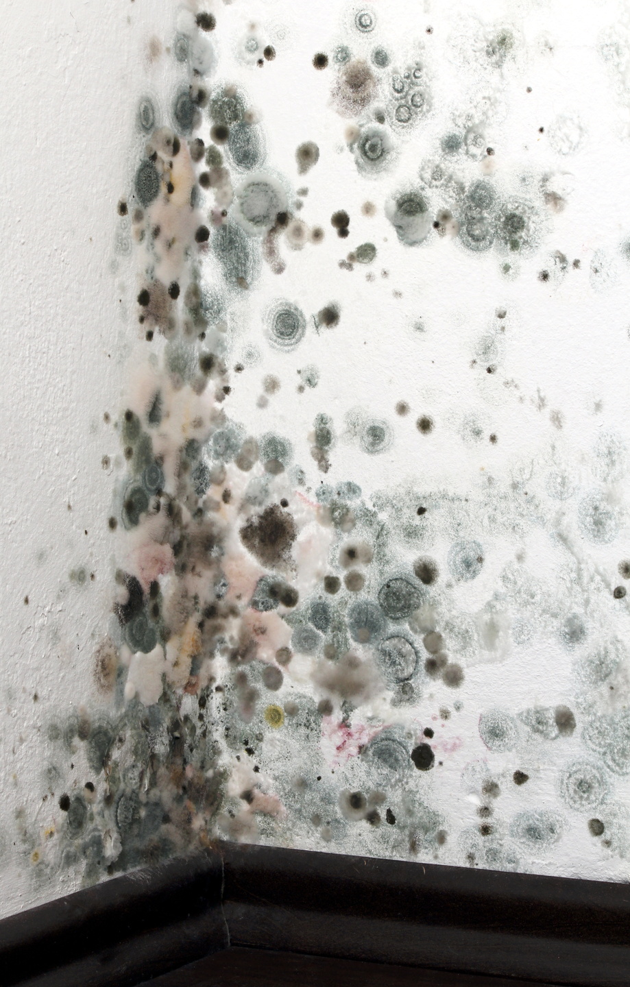 Address Mold and Mildew With an Air Purifier Touchstone Heating Blog